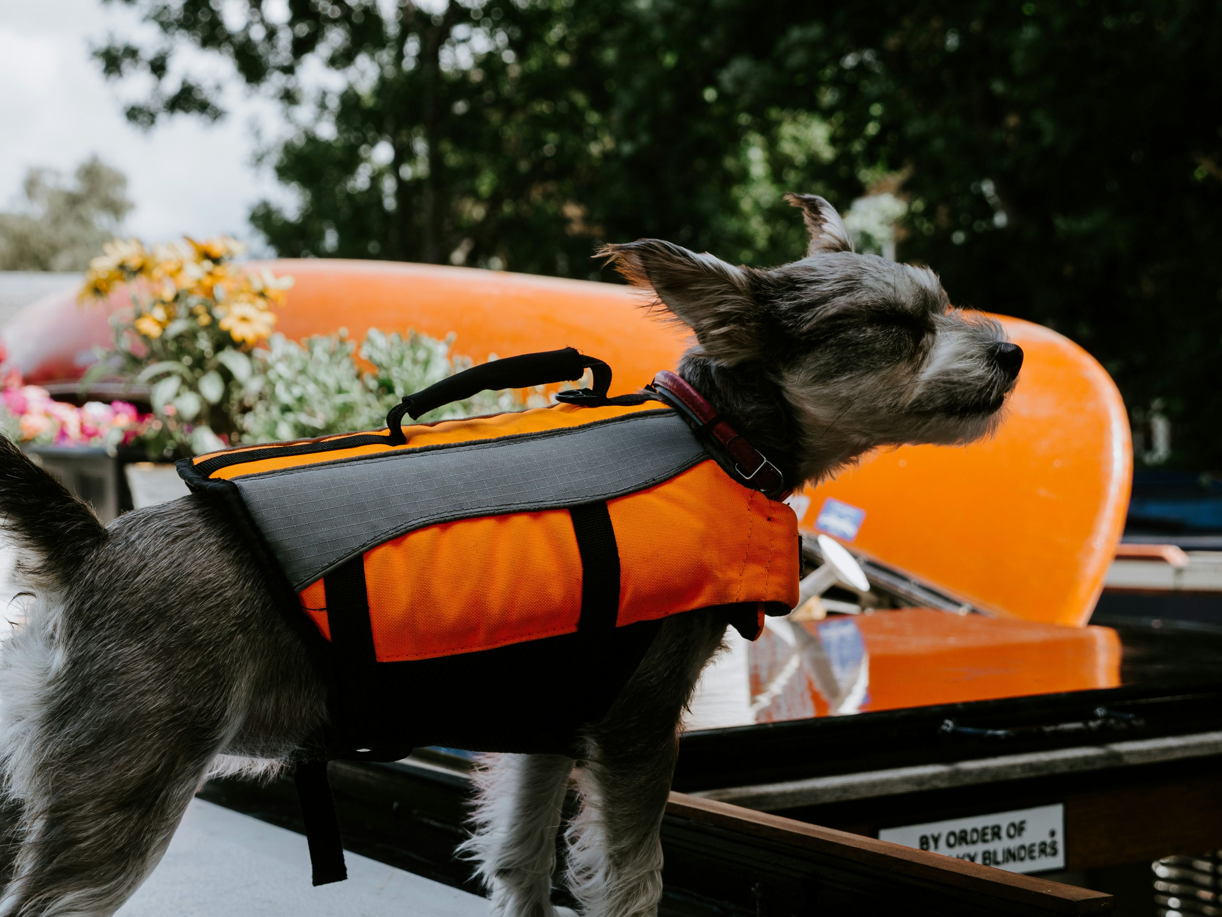 Dog wearing an orange life jacket on a boat